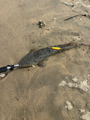 マゴチの釣果