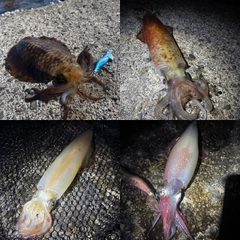 アオリイカの釣果