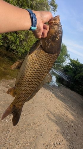 コイの釣果