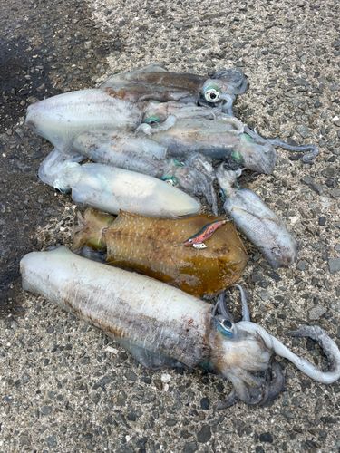アオリイカの釣果
