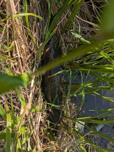 茨城県で釣れたライギョの釣り・釣果情報 - アングラーズ | 釣果600万
