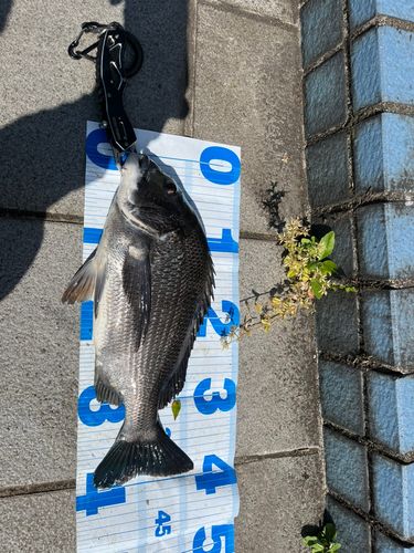 クロダイの釣果