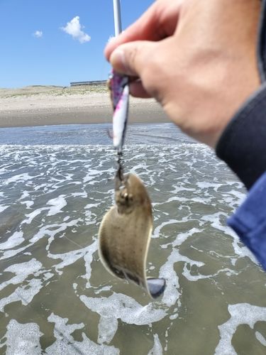 シタビラメの釣果