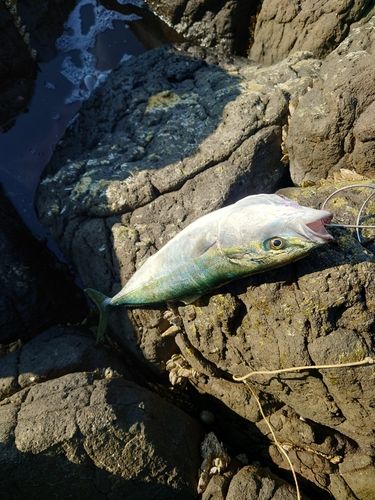 イナダの釣果