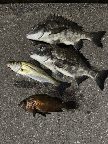 クロダイの釣果