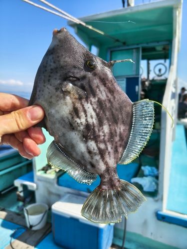 カワハギの釣果