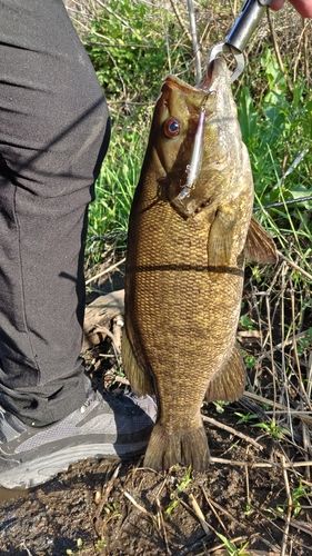 スモールマウスバスの釣果