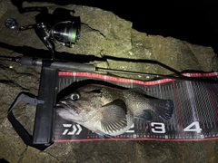 マゾイの釣果