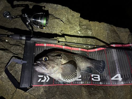 マゾイの釣果