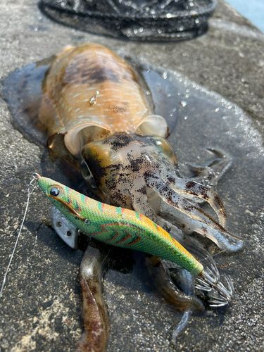アオリイカの釣果