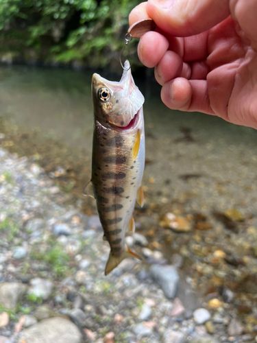 ヤマメの釣果