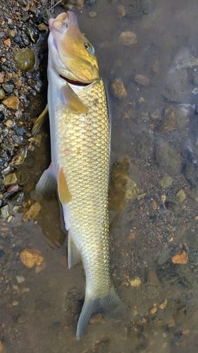 ニゴイの釣果