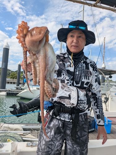 タコの釣果
