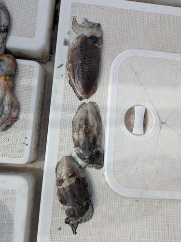 イカの釣果