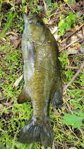 スモールマウスバスの釣果