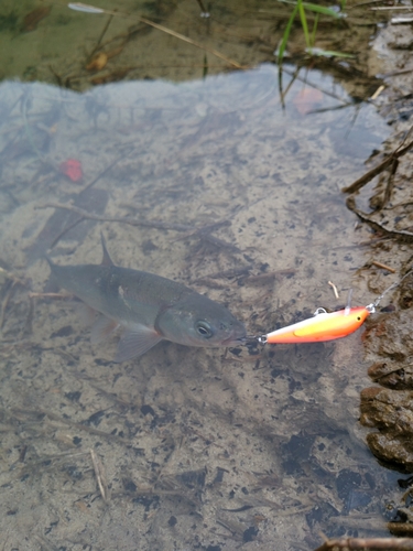 ウグイの釣果