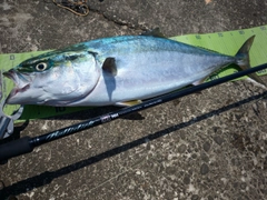 ブリの釣果