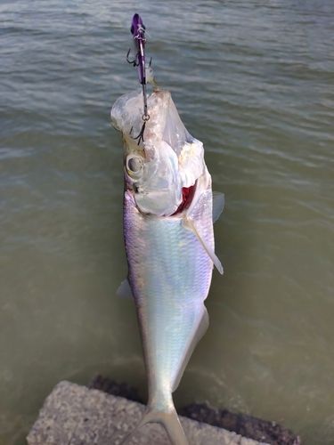 ヒラの釣果