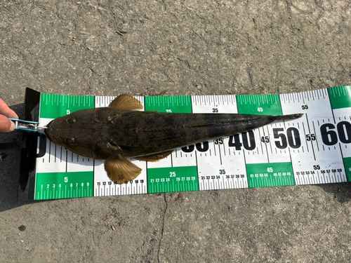 マゴチの釣果
