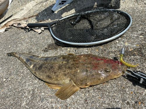 マゴチの釣果