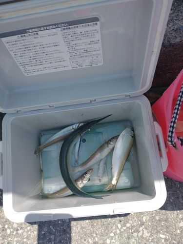 カタクチイワシの釣果