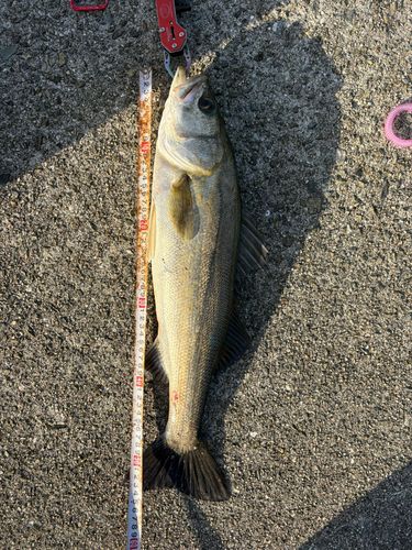 マルスズキの釣果