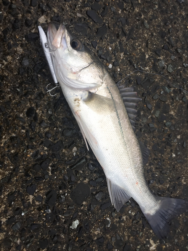 フッコ（マルスズキ）の釣果