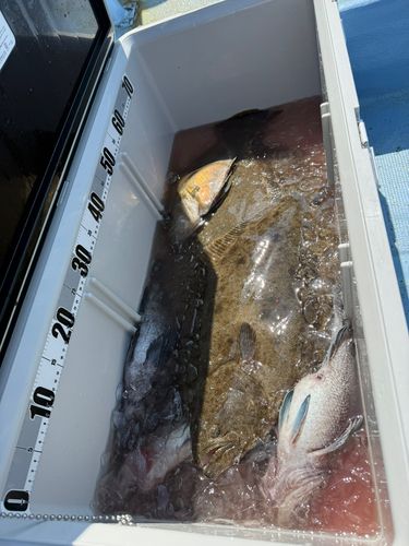 ヒラメの釣果