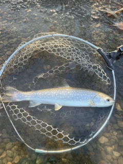 アメマスの釣果