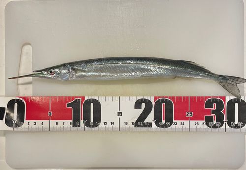 サヨリの釣果