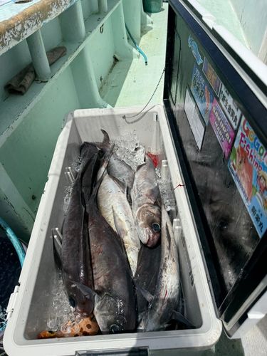 メダイの釣果