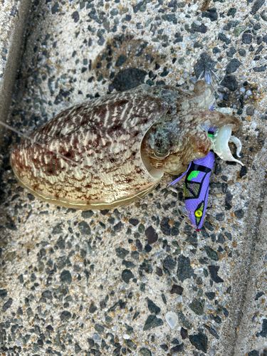 コウイカの釣果