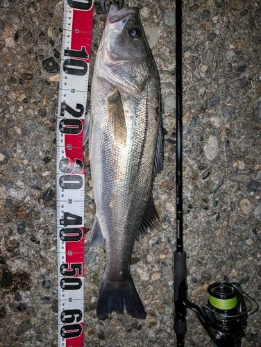 シーバスの釣果