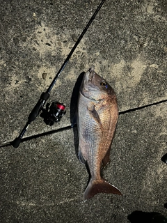 タイの釣果