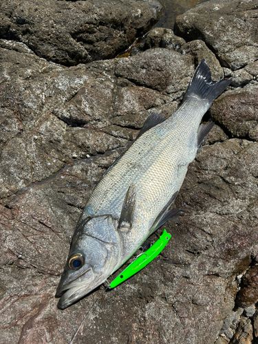 ヒラスズキの釣果