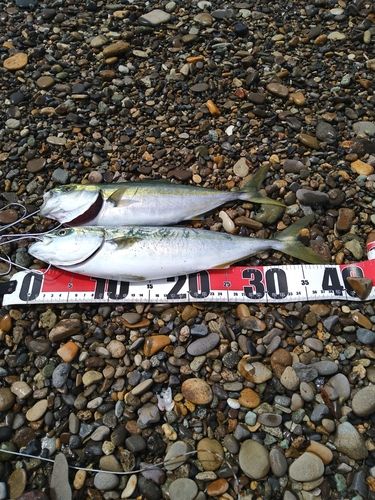 イナダの釣果