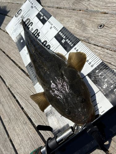マゴチの釣果