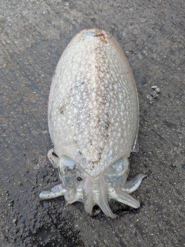 シリヤケイカの釣果
