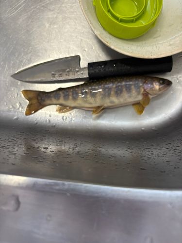 イワナの釣果