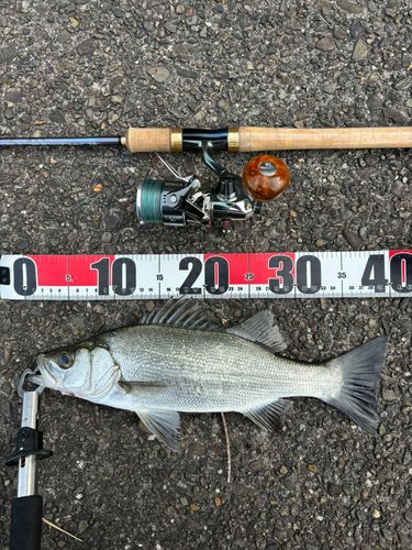 セイゴ（ヒラスズキ）の釣果