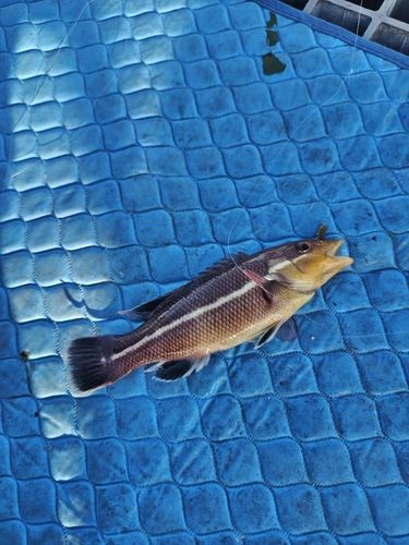 コブダイの釣果