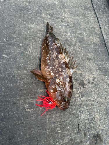 アコウの釣果