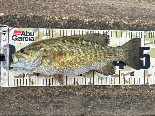 スモールマウスバスの釣果