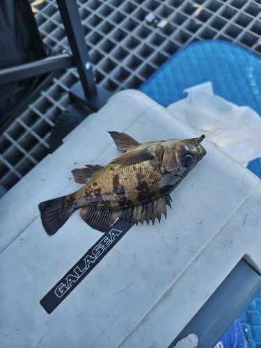 メバルの釣果