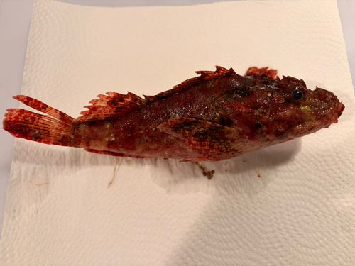 オニカサゴの釣果