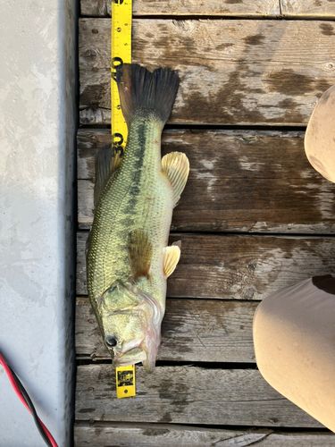 ラージマウスバスの釣果