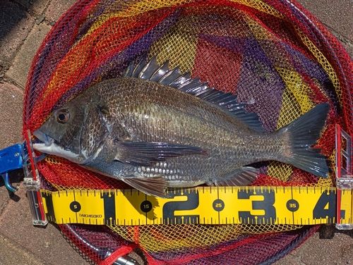 クロダイの釣果