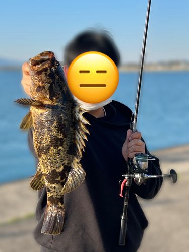 タケノコメバルの釣果