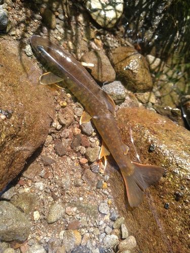 ヤマトイワナの釣果