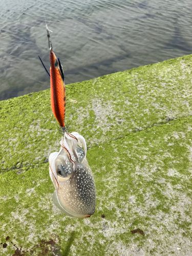 シリヤケイカの釣果
